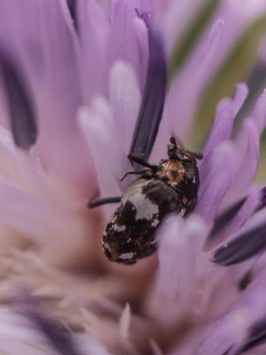 Anthrenus sp.