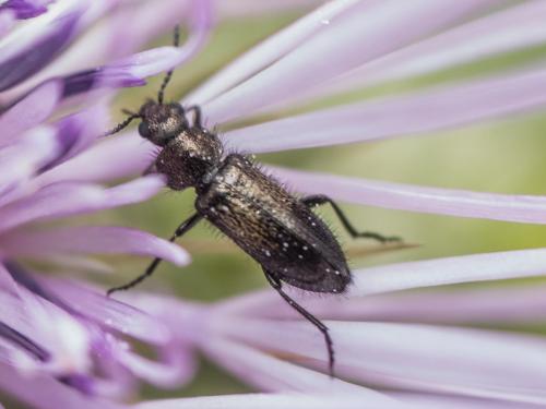 Réf. 279 421 : Dasytinae inconnu