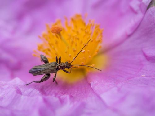 Oedemera flavipes