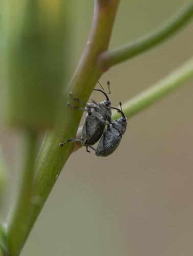 Réf. 279 457 : Ceutorhynchus sp.