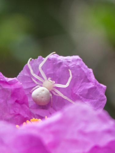 Misumena vatia