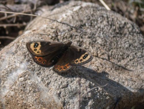 Erebia epistygne