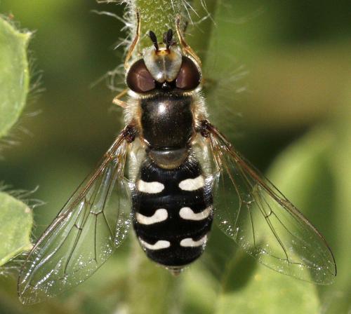 Réf. 279 261 : Scaeva pyrastri