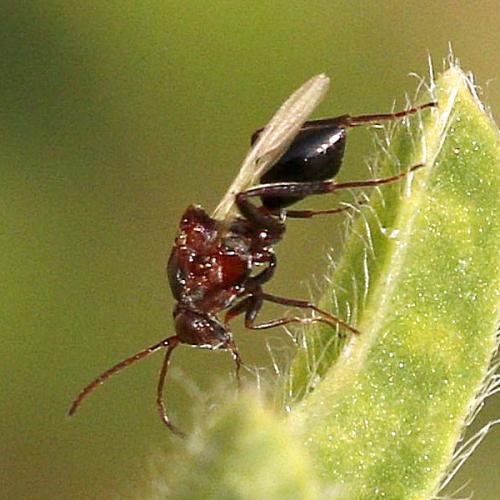 Callaspidia sp.