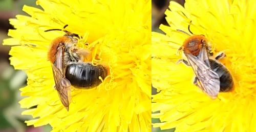 Andrena haemorrhoa