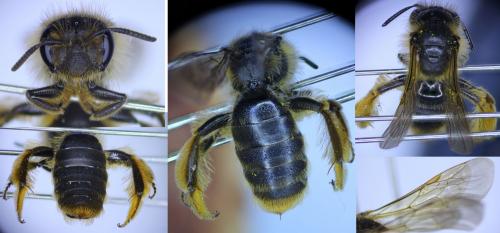Réf. 279 559 : Andrena sp.