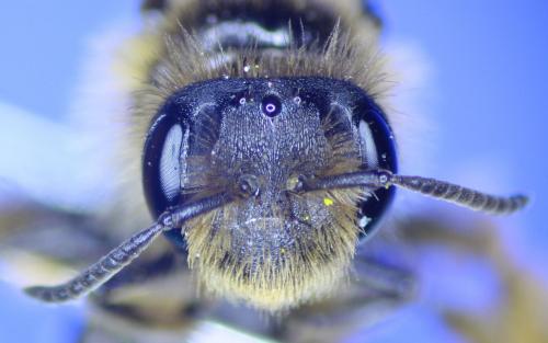 Andrena sp.