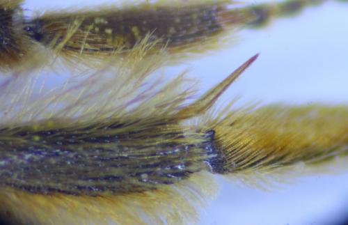 Andrena sp.