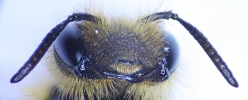 Andrena sp.