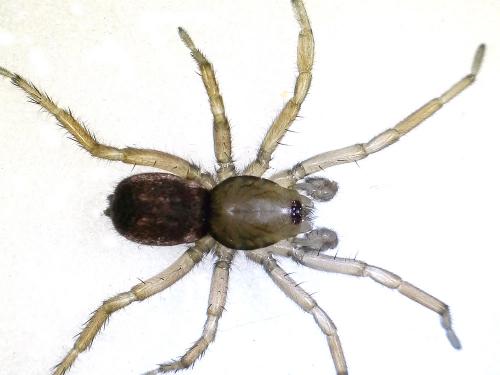 Haplodrassus signifer