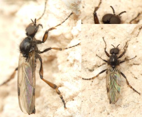 Bibio femoralis