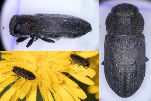 Anthaxia nigritula