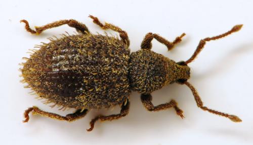 Otiorhynchus uncinatus