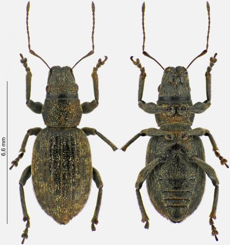 Réf. 279 157 : Brachyderes pubescens