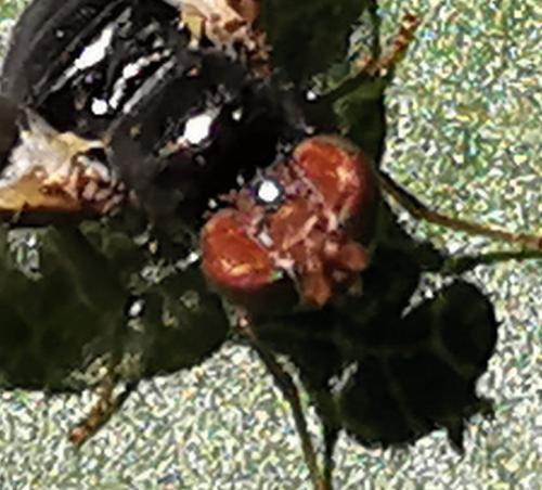 Aciura coryli
