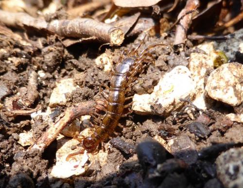 Réf. 279 873 : Lithobius dentatus