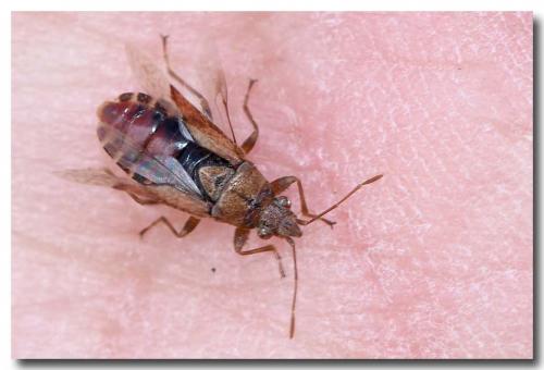 Réf. 279 422 : Orsillus depressus