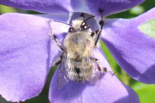 Réf. 279 409 : Anthophora plumipes