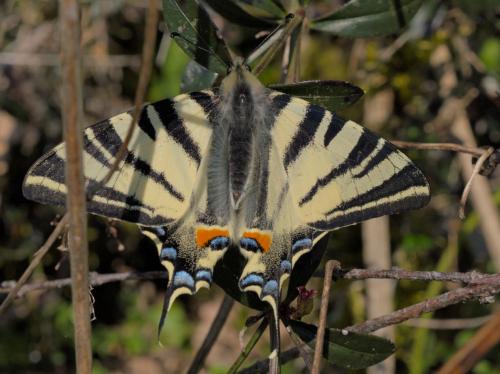 Réf. 279 846 : Iphiclides podalirius