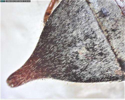 Réf. 279 911 : Melolontha melolontha