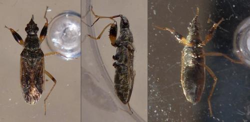 Réf. 279 898 : Paraparomius leptopoides