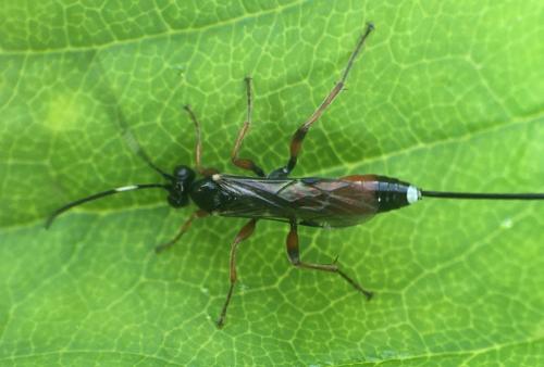 Aritranis sp.