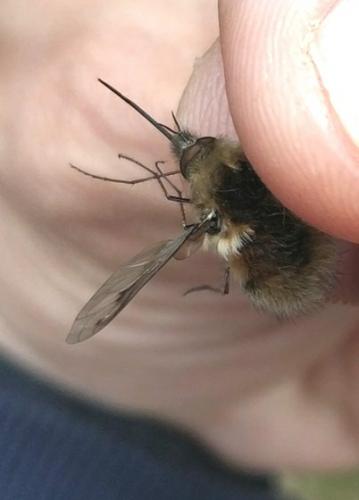 Bombylius fimbriatus