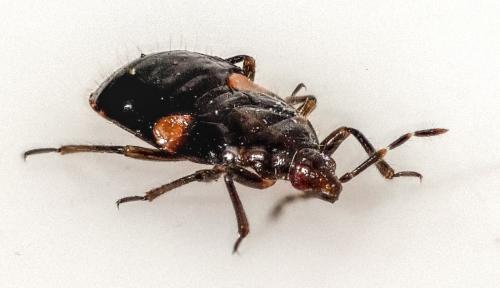 Réf. 279 417 : Anthocorinae inconnu