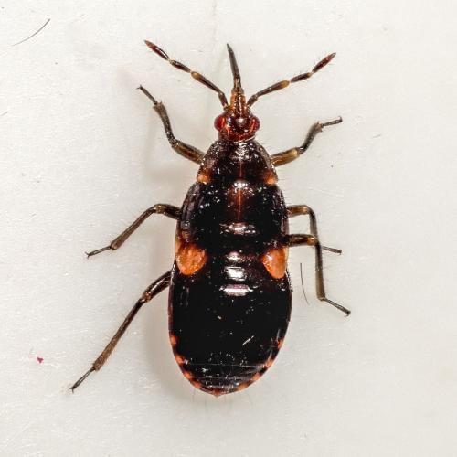 Réf. 279 416 : Anthocorinae inconnu
