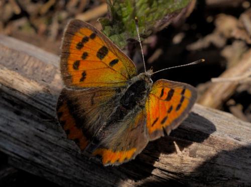 Lycaena phlaeas