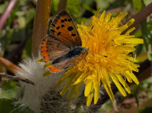 Lycaena phlaeas