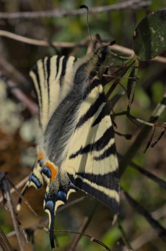 Réf. 279 853 : Iphiclides podalirius