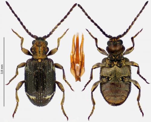 Ptinus variegatus