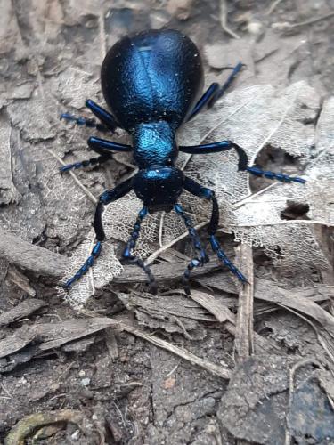 Meloe violaceus