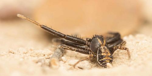 Xysticus sp.