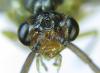 279779 – Photo : Alexander Boldyrev – Russie