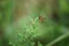 279022 – Photo : Limenitis78 – France (91)