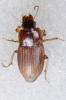 Harpalus sp.