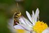 279093 – Photo : Christophe Quintin – France (22)