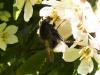 279788 – Photo : ORCHALLAN – France (44)