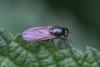 279351 – Photo : Daniel Ventard – France (71)