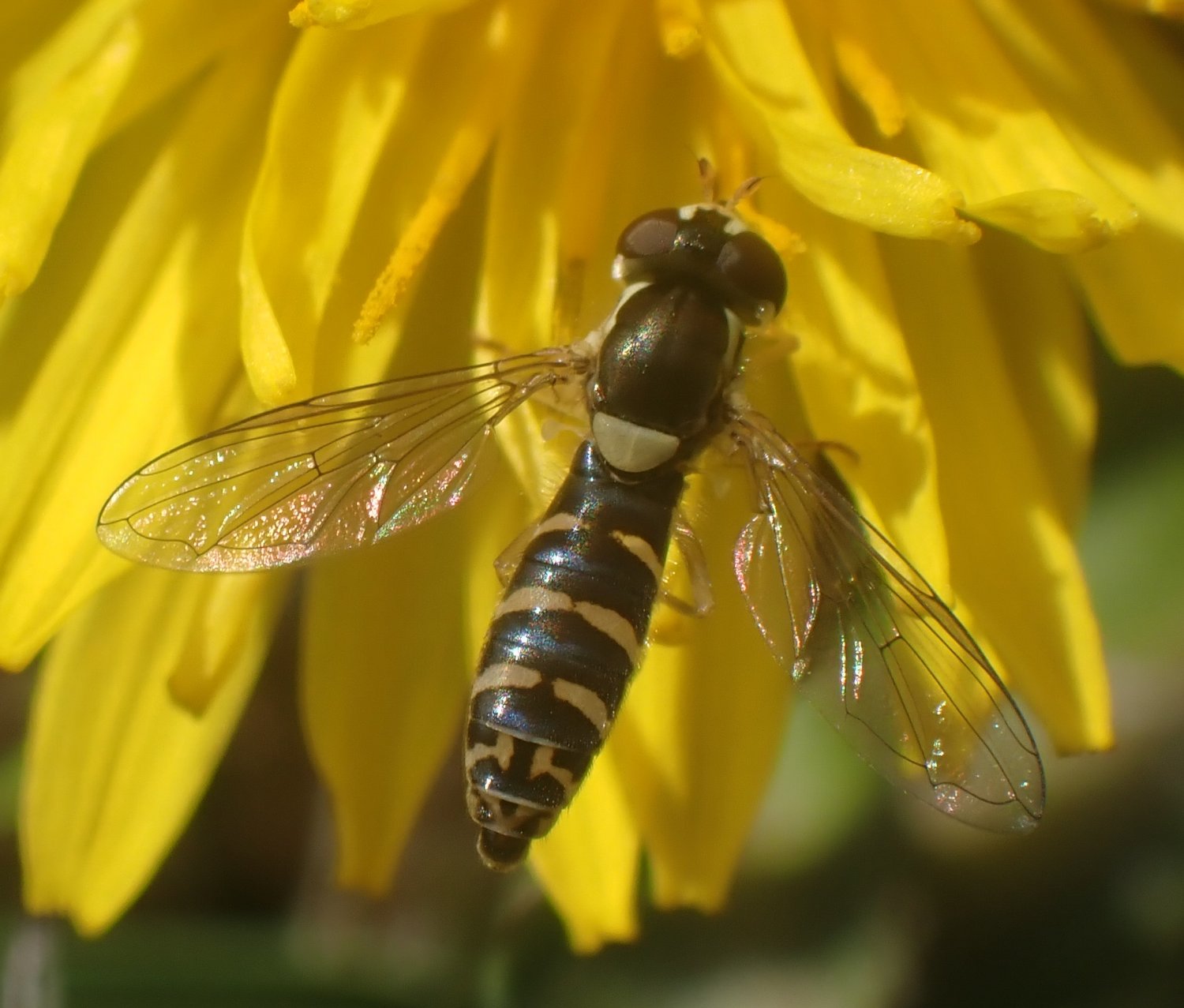 Mathieu Junger - Sphaerophoria sp. - réf. 279068 (1500 x 1277 pixels, 188 ko)