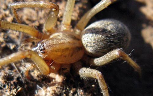 Eratigena agrestis