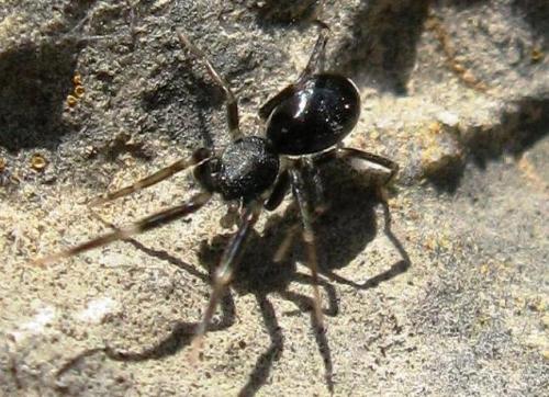 Liophrurillus flavitarsis