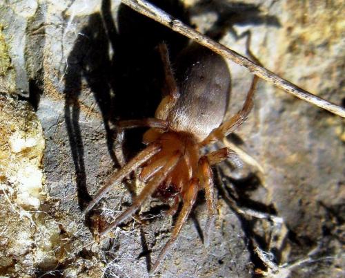 Drassodes sp.