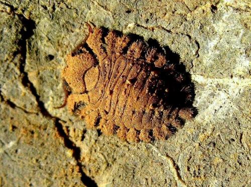 Réf. 28 652 : Puer maculatus