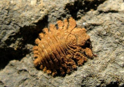 Réf. 28 654 : Puer maculatus