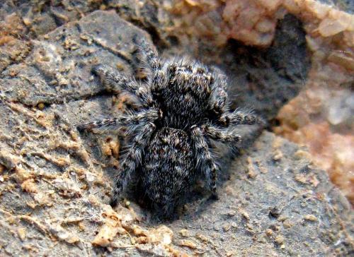 Philaeus chrysops