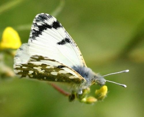 Euchloe crameri