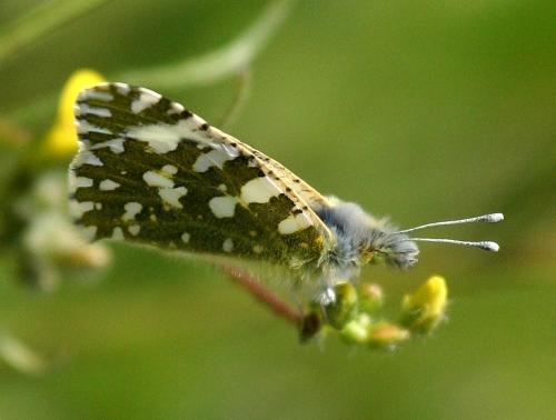 Réf. 28 115 : Euchloe crameri